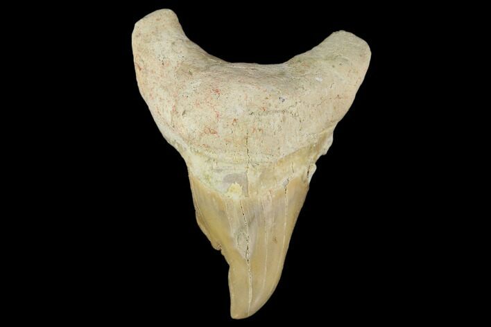 Pathological Otodus Shark Tooth - Morocco #116712